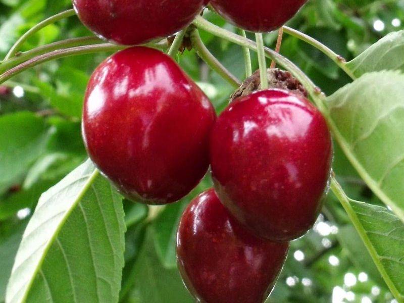 Особенности вишнёво-черешневого гибрида (дюка)