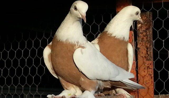 Породы голубей — названия, описание, фотографии