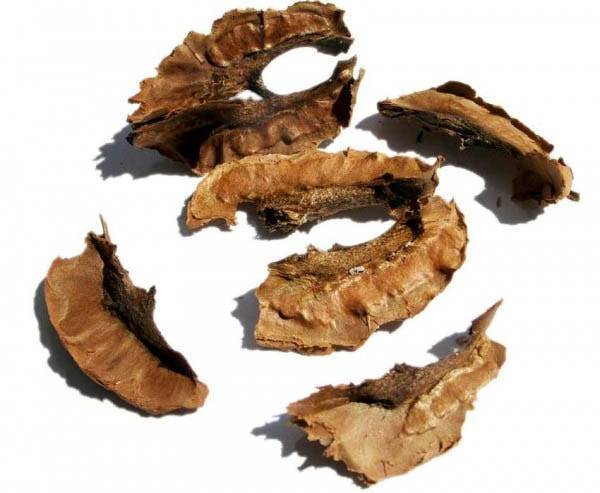 Как использовать перепонки грецкого ореха: полезные свойства и противопоказания