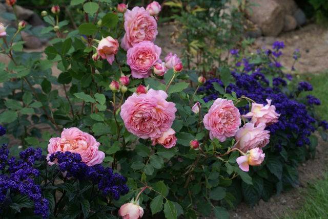 Розы дэвида остина: особенности ухода и выращивания