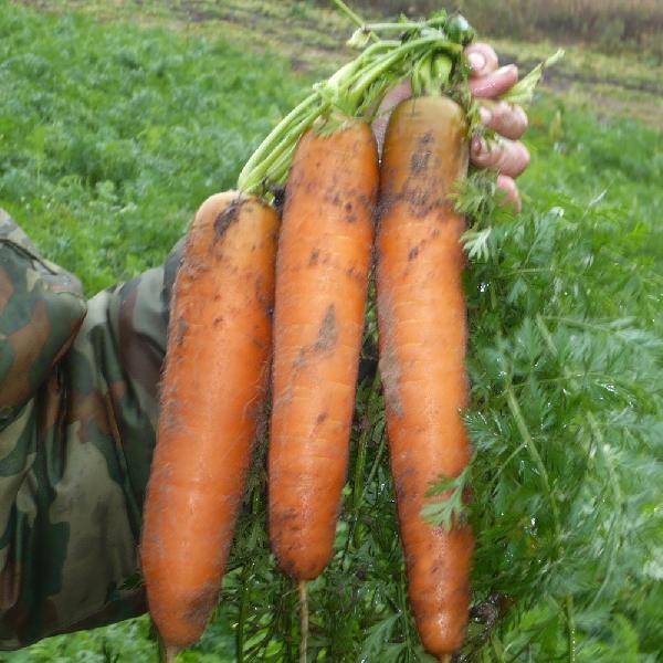 Морковь бангор f1