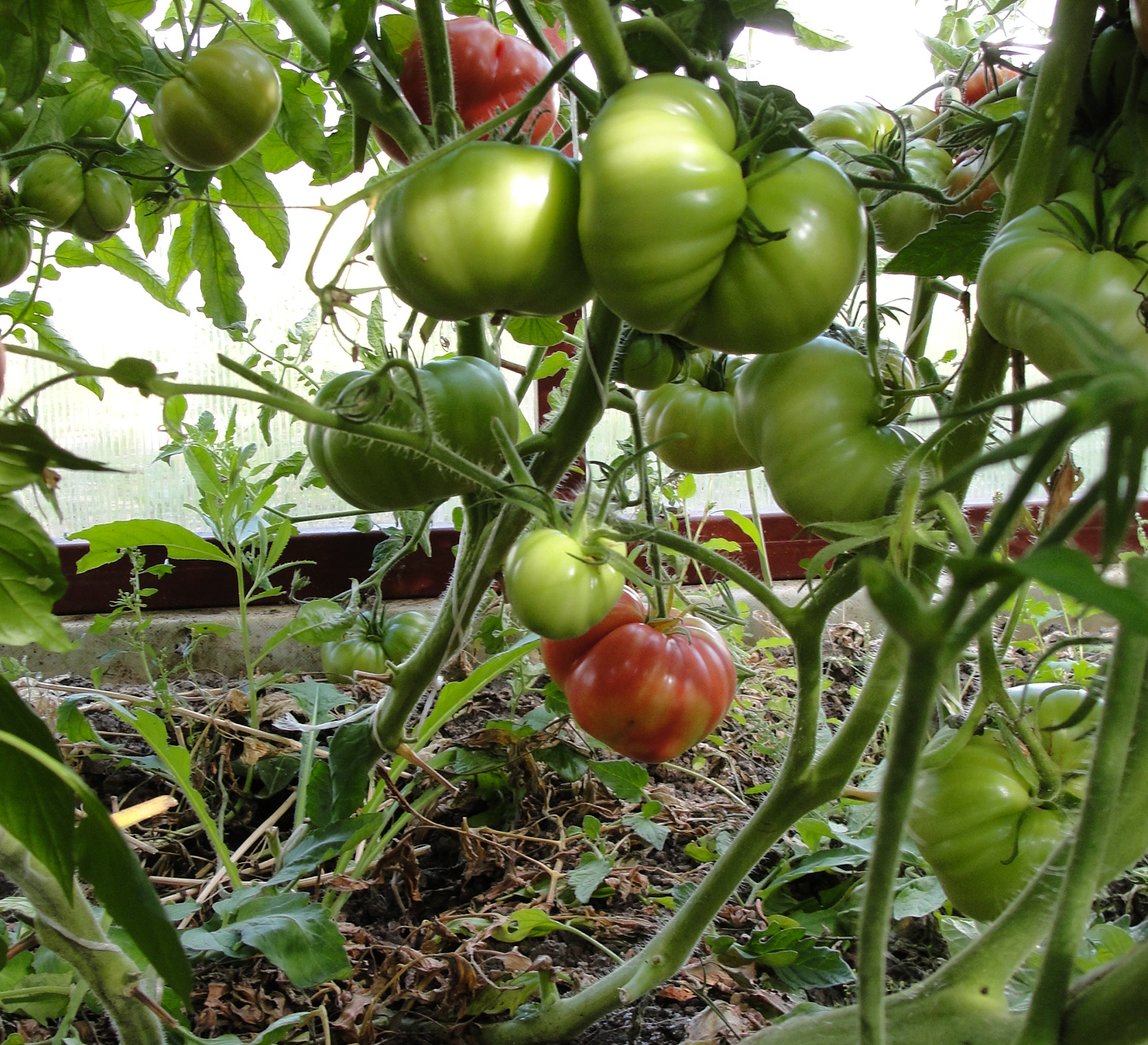 О томате хлыновский: описание сорта, характеристики помидоров, посев