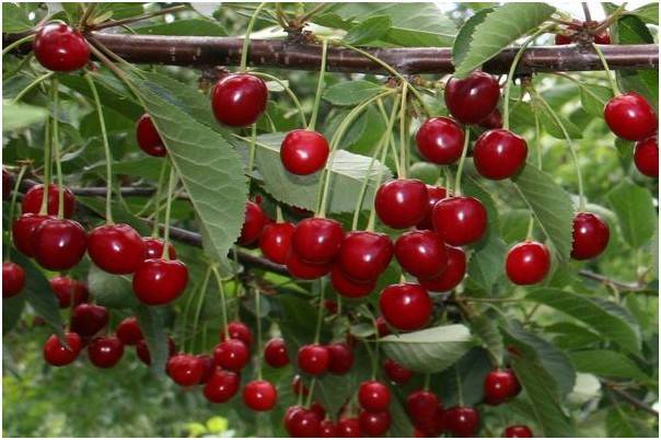 Описание и характеристики сорта вишни загорьевская, посадка, выращивание и уход