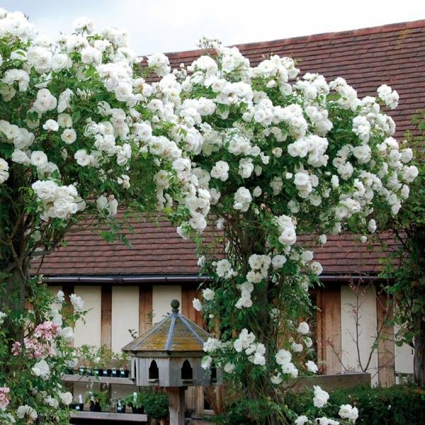 Белые плетистые розы (33 фото): названия и описание сортов, особенности роз «блан мейдиланд» и «кокарда», «айсберг» и других, возможные болезни и вредители