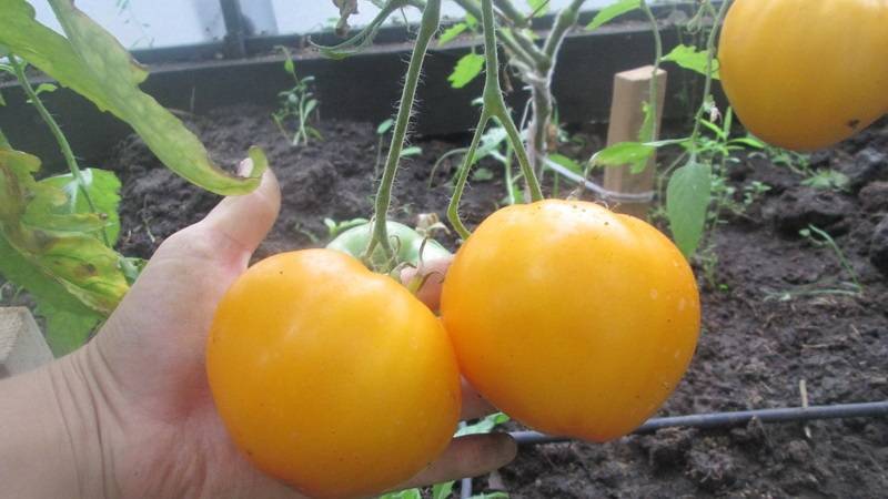 Выращивание томата гигант лимонный