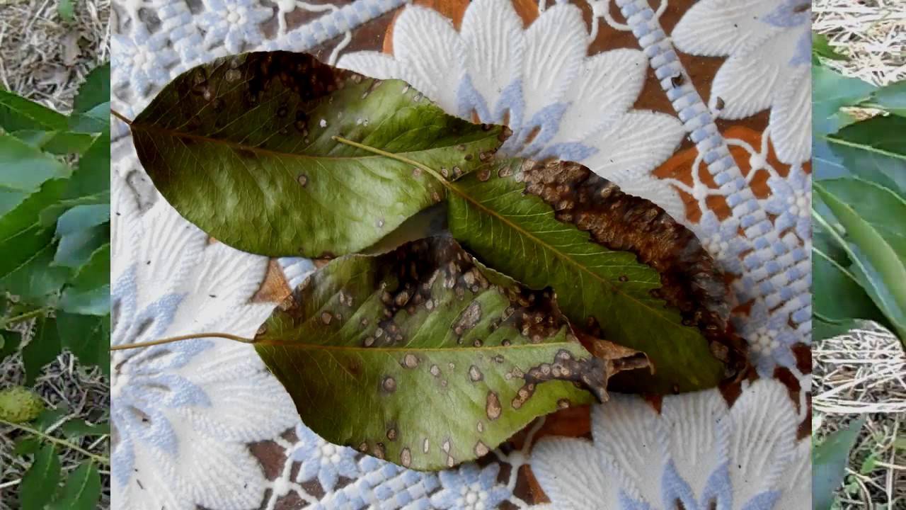 Груша: все болезни листьев и способы их лечения. чем обрабатывать грушу от болезней: химией или натуральными средствами