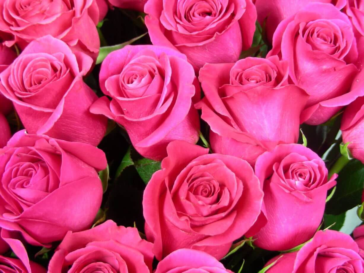 Яркая красавица — роза «пинк флойд». описание и фото сорта, советы по выращиванию