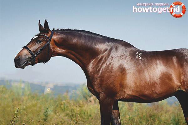 Тракененские лошади: описание породы, особенности содержания