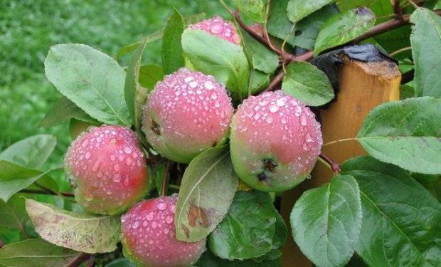Яблоня краса свердловска — правила выращивания