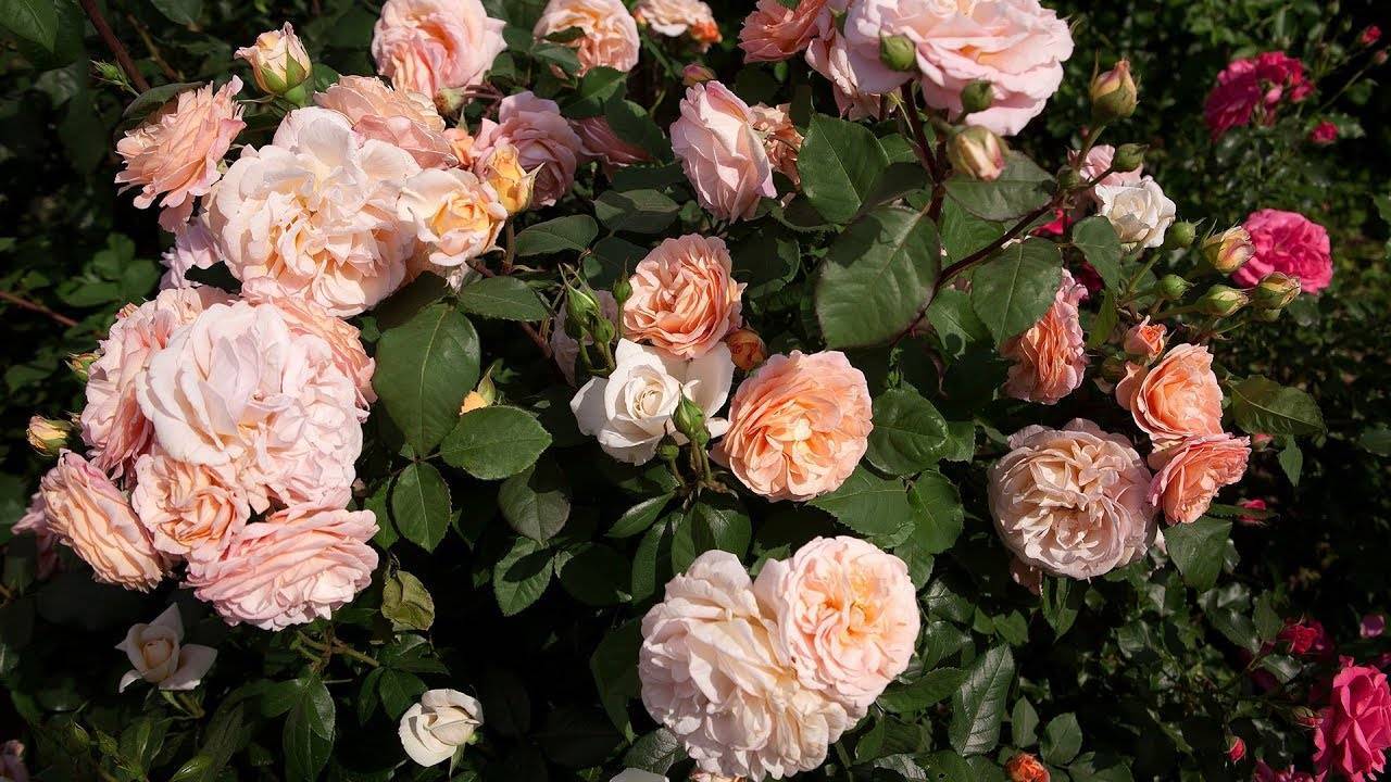 Роза «пинк интуишн»: описание сорта, фото