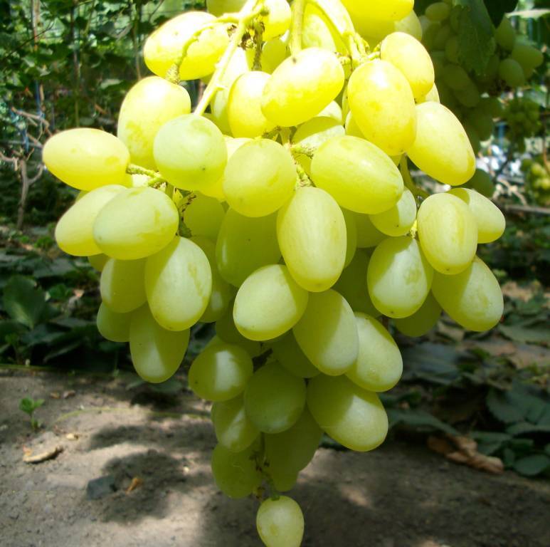 Виноград ландыш: описание сорта, фото, плюсы и минусы винограда, отзывы, посадка и уход