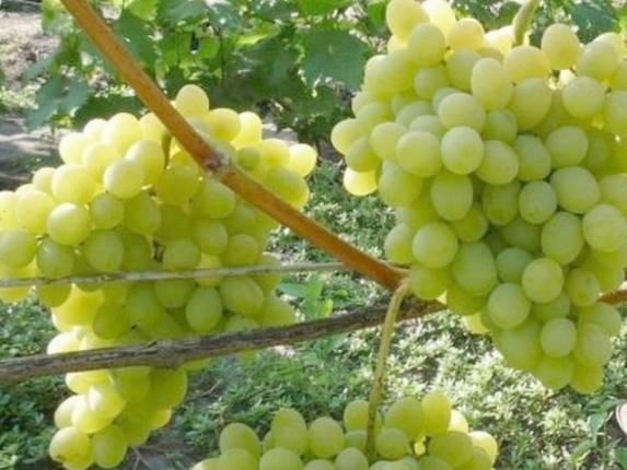 Виноград плевен или августин – посадка и уход за сортом в открытом грунте