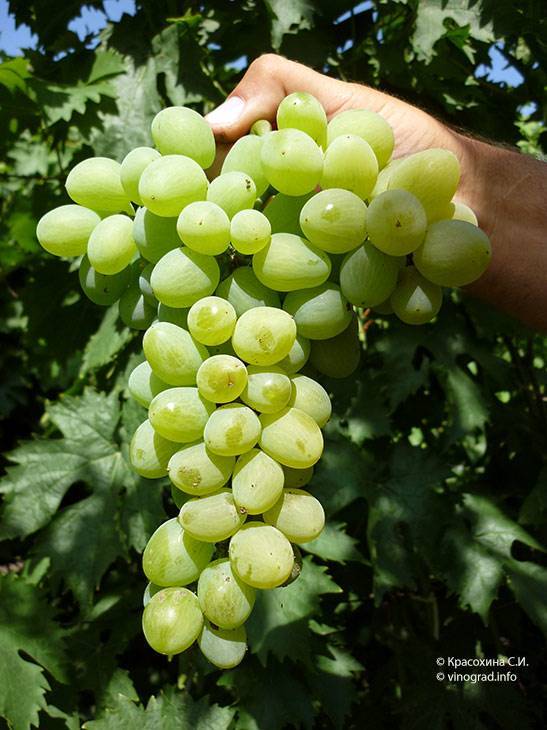 Виноград «элегант сверхранний», описание сорта и фото