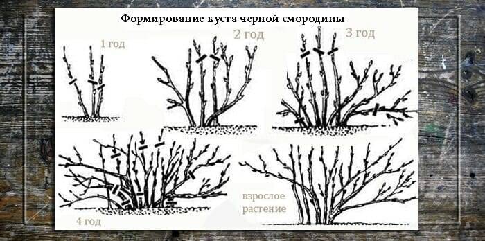 Омоложение смородины осенью 