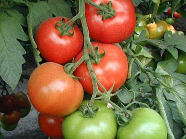 Грозди ярких красных плодов, как с картинки: томат «верлиока» — украшение грядки