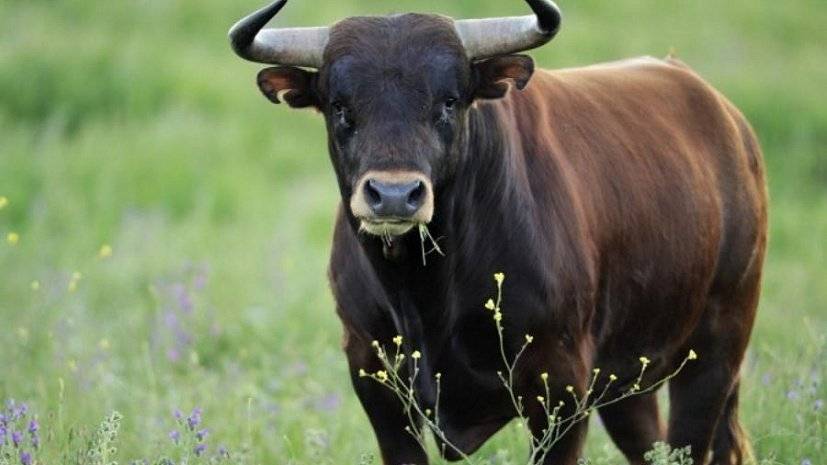 Глаза коровы и быка: строение органа зрения у крс, различают они цвета или нет