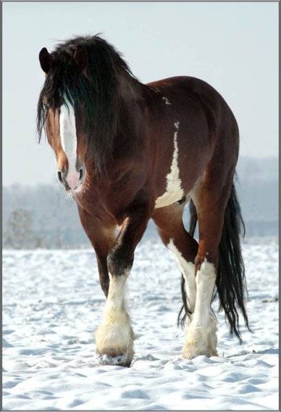 Лошади тяжеловозы: описание и фото породы