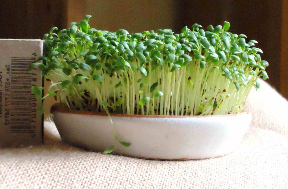 Салат листовой: выращивание в открытом грунте, в теплице, на подоконнике.