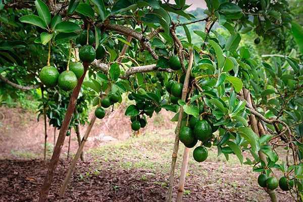 Как вырастить и ухаживать за авокадо: условия выращивания авокадо из косточки