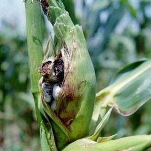 Защита кукурузы от вредителей и болезней, система защиты кукурузы — пропозиция
