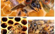 Что такое гнилец у пчел, лекарства и препараты для его лечения