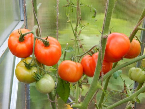 Томат "огородник": фото и описание чудесного сорта помидор, отлично растущих в теплице