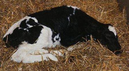Молочная кислота: инструкция по применению в ветеринарии. молочная кислота для кроликов и крупного рогатого скота