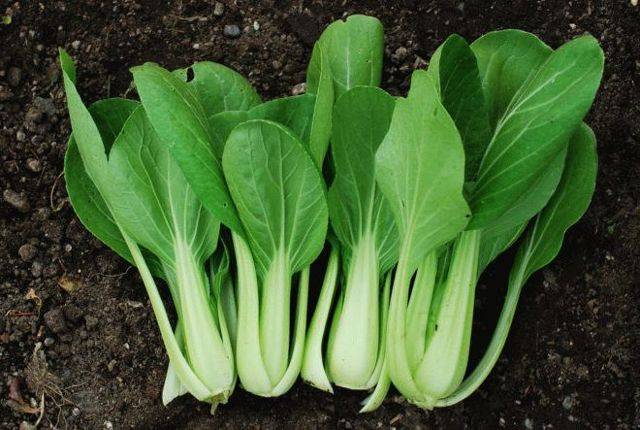 Капуста пак-чой – вкусный и полезный листовой овощ: особенности выращивания и приготовления