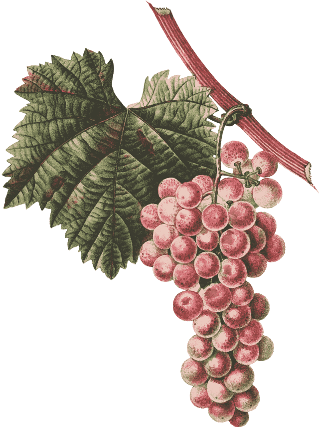 Выращиваем виноград платовский: практические рекомендации по посадке, обрезке и уходу