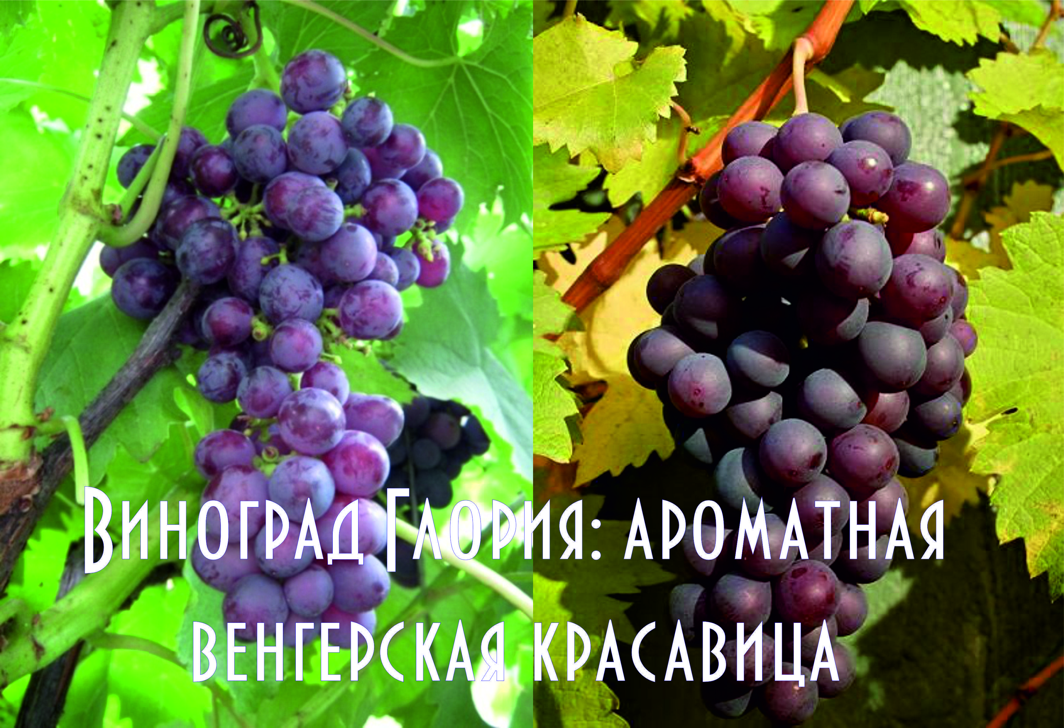 Описание винограда сорта - ланселот: характеристики, фото, видео, отзывы