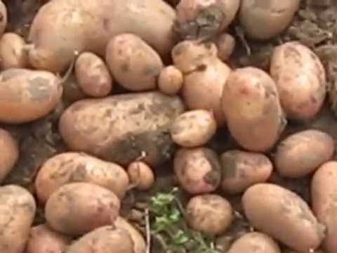 Сорт картофеля славянка: описание и характеристика, отзывы