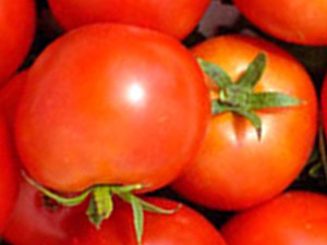 Высокоурожайный и устойчивый сорт томата «яблонька россии»: фото, видео, отзывы, описание, характеристика, урожайность