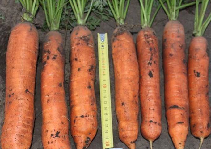 Морковь кантербюри f1: описание, фото, отзывы