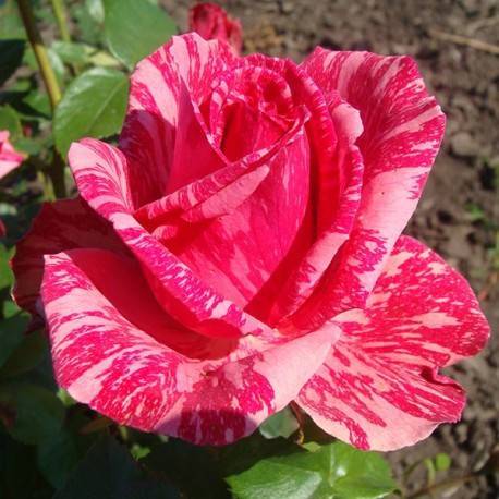 Роза ред интуишн — описание и особенности ухода за сортом