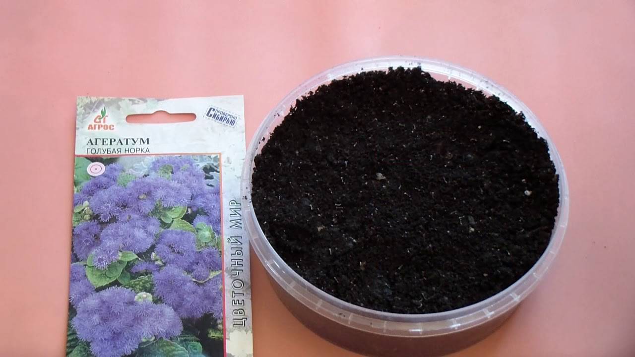 Цветущее растение агератум: выращивание из семян, когда сажать на рассаду и в открытый грунт, как ухаживать за миниатюрным кустарником