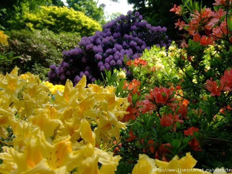 Тенелюбивые многолетние и однолетние цветы в саду, цветущие все лето