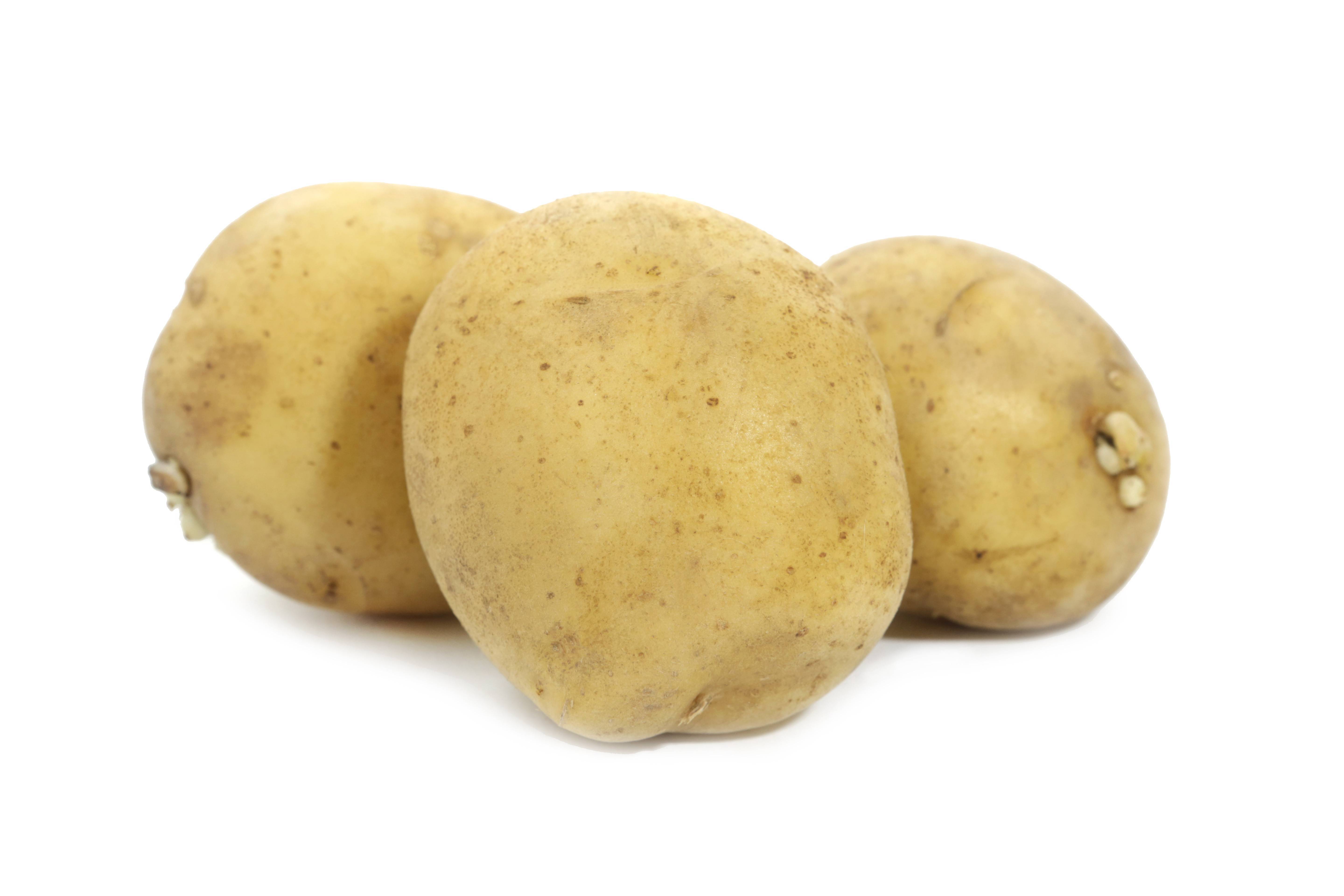 Простые правила выращивания картофеля американка или ранняя роза