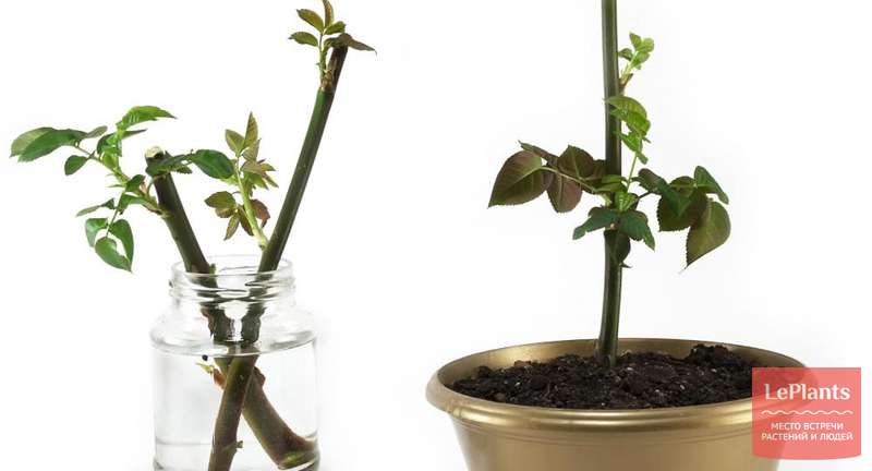 Абрикос – как растить, прививать и ухаживать, чтобы урожай радовал вас