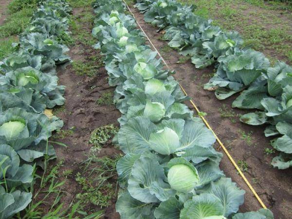 Выращивание капусты в открытом грунте: посадка, уход и сбор урожая