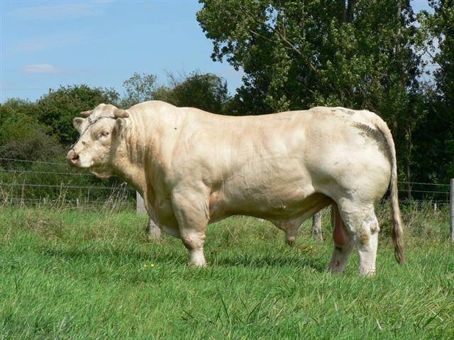 Айрширская порода коров - характеристика племенного скота: нетель, количество молока, фото крс, телочек, телят, быков