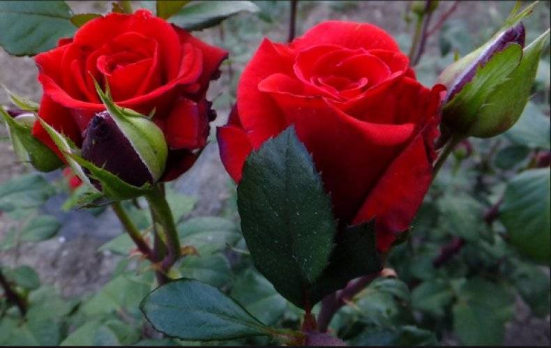 Особенности сорта розы гранд аморе и её разновидности супер, описание гибрида