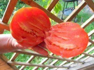 Сорт томата трюфель красный