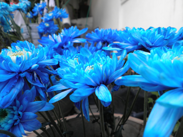 Синие хризантемы (29 фото): как делают голубые хризантемы? особенности выращивания кустовой синей хризантемы