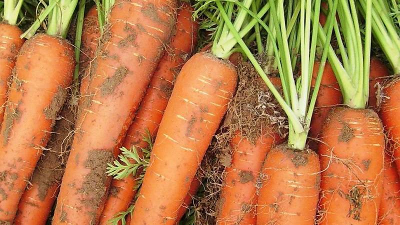 Морковь император: описание сорта, отзывы, фото