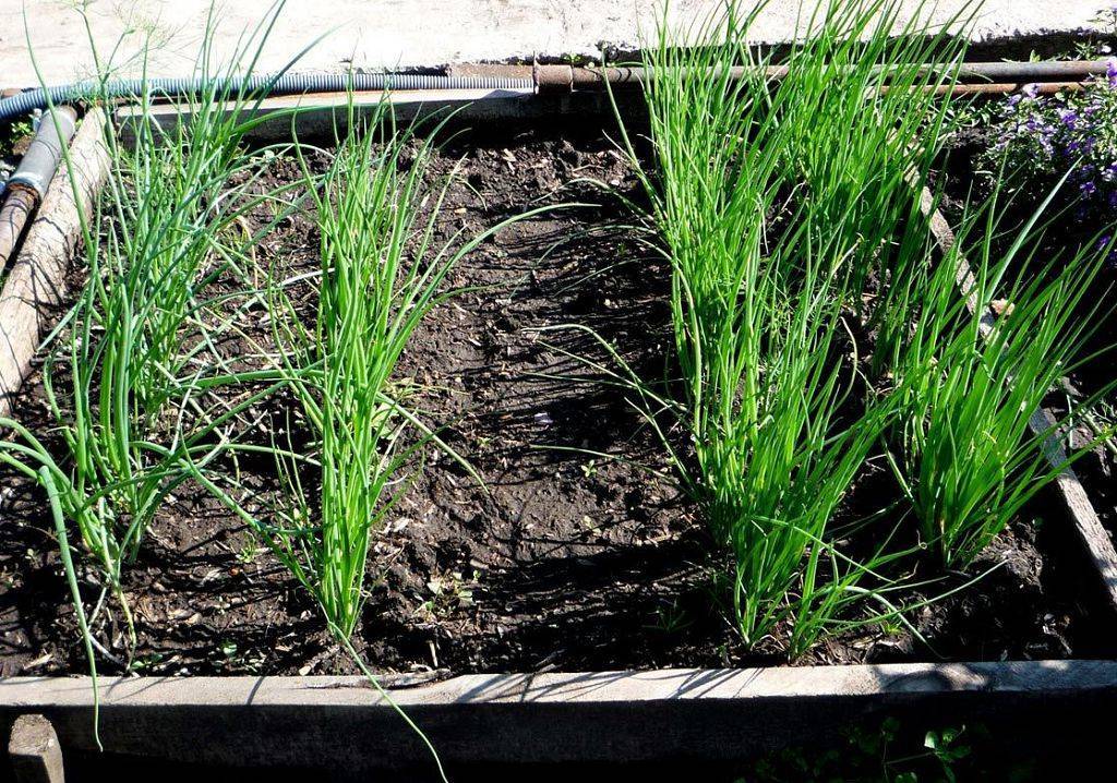 Лук-батун: выращивание из семян, посадка и уход