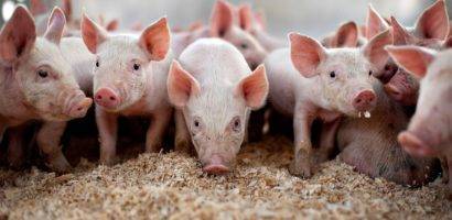 Действие и преимущество препаратов с бактериями для свиней и других домашних животных