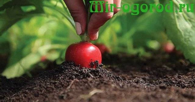 Удобрения для редиски — чем подкормить культуру для налива корнеплодов