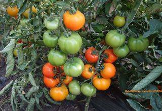 Томат "фатима" : описание сорта помидор, его основные характеристики и фото, а также особенности выращивания