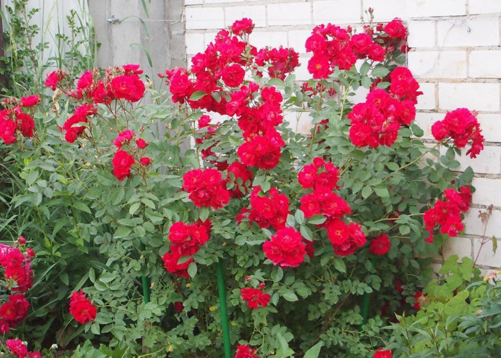 Роза «алоха» (22 фото): описание плетистого сорта роз. сколько метров в длину достигает? выращивание и отзывы