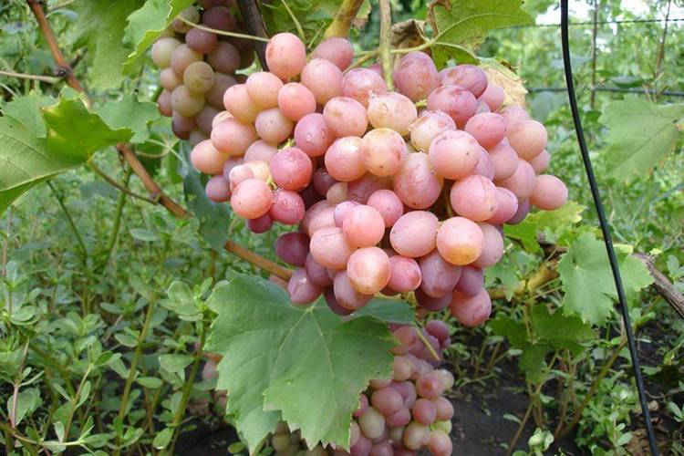 Виноград ливия: описание сорта, фото, особенности выращивания, болезни и вредители